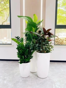 宁波镇海绿植出租公司